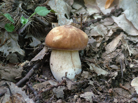 Funghi