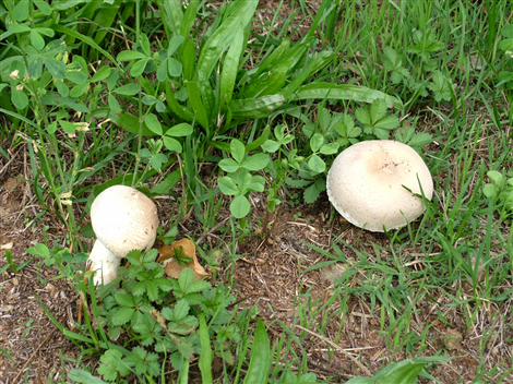 Prataioli