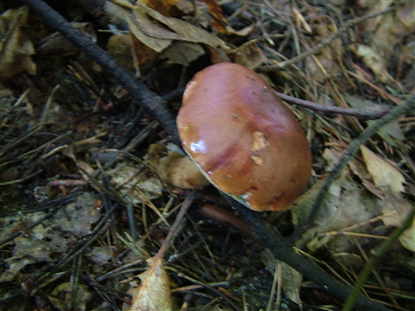 Badius