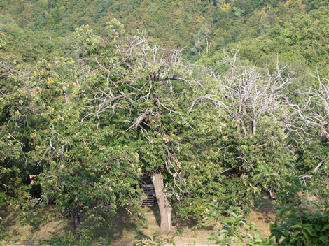 Le Castagne