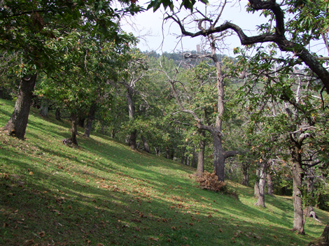 Alberi Castagne