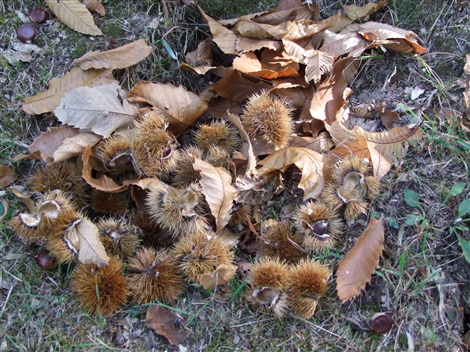 Castagne
